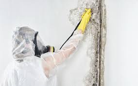 Reliable Virginia, IL Mold Inspection Solutions